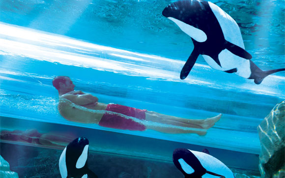 O tobogã Dolphin Plunge passa debaixo d’água, pelo meio do aquário, onde você pode ver os Commerson's Dolphins. Fica no parque Aquatica, em Orlando.