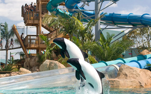 O tobogã Dolphin Plunge passa debaixo d’água, pelo meio do aquário, onde você pode ver os Commerson's Dolphins. Fica no parque Aquatica, em Orlando.