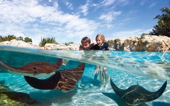 No Grand Reef, explore 90 corais do mundo inteiro, com 125 espécies aquáticas e quase 10 mil animais. Fica no parque Discovery Cove, em Orlando.