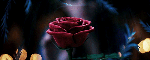Agora você pode comprar uma rosa encantada como a de A Bela e a Fera! |  Capricho