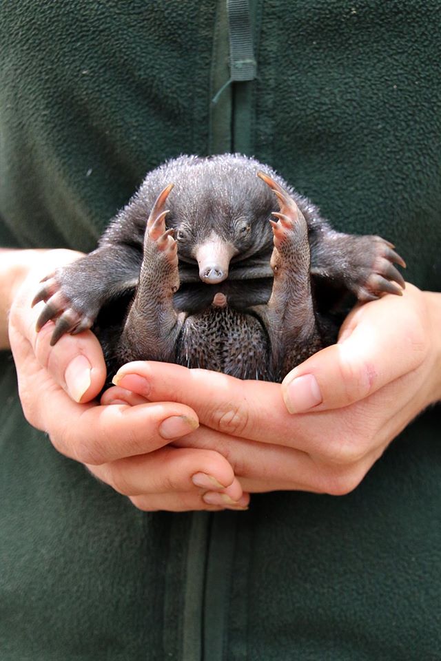 puggler-australia-animais-fantasticos Reprodução/Facebook (Taronga Zoo)