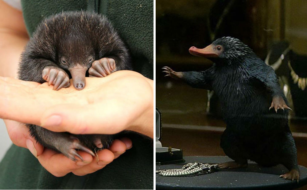 pelucio-puggle Reprodução/Taronga Zoo e Divulgação/Warner Bros.