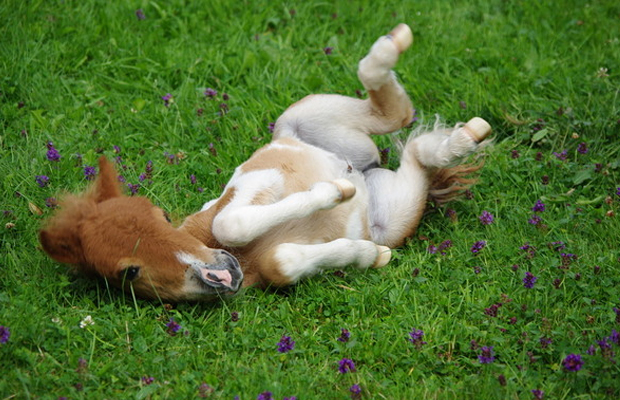 filhote_cavalo filhote_cavalo