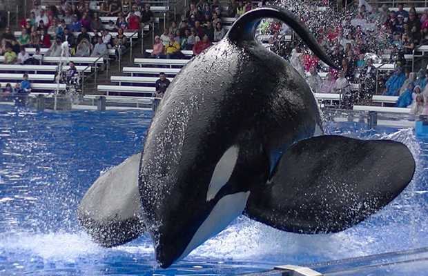 Orca Tilikum falece no SeaWorld e parque lamenta a morte da baleia Orca Tilikum falece no SeaWorld e parque lamenta a morte da baleia