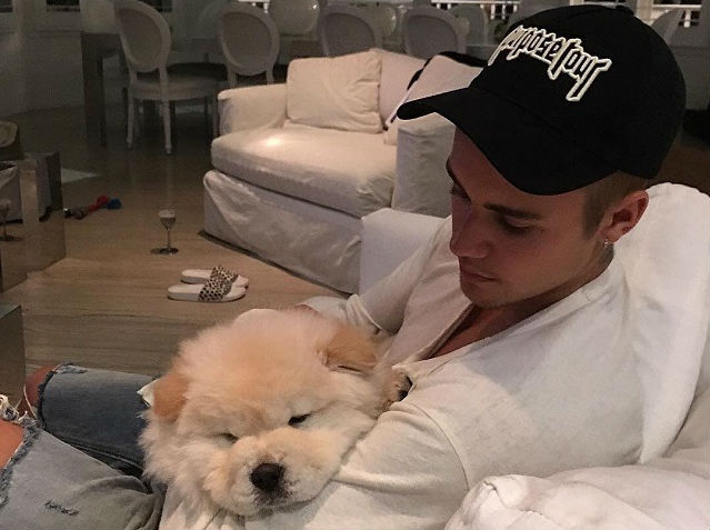 justin-bieber-cachorro-todd Reprodução/Instagram