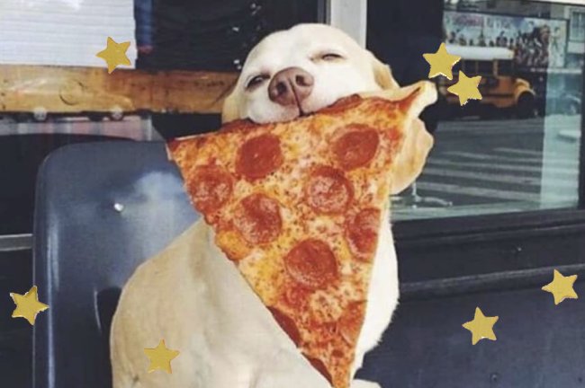Cachorrinho feliz comendo um pedaço de pizza de peperoni