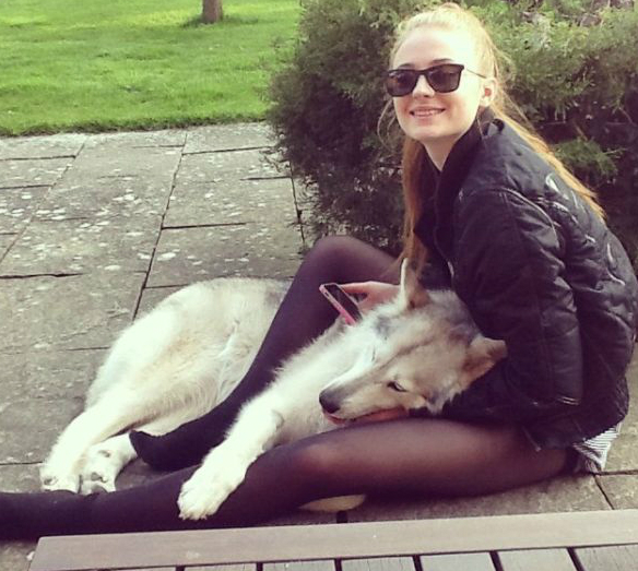 sophie-turner-zunni-husky