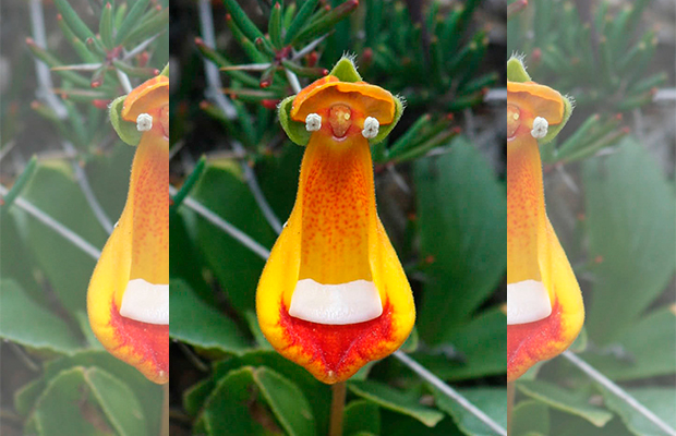 Dilema do dia: isso são flores exóticas ou um bando de galinhas de óculos?