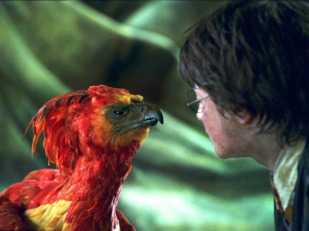 fawkes-harry-potter