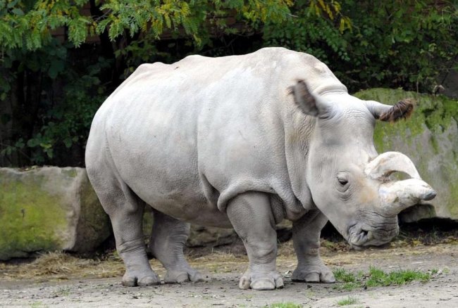 Ameaça humana: mais de um milhão de espécies correm risco de extinção Foto de um rinoceronte