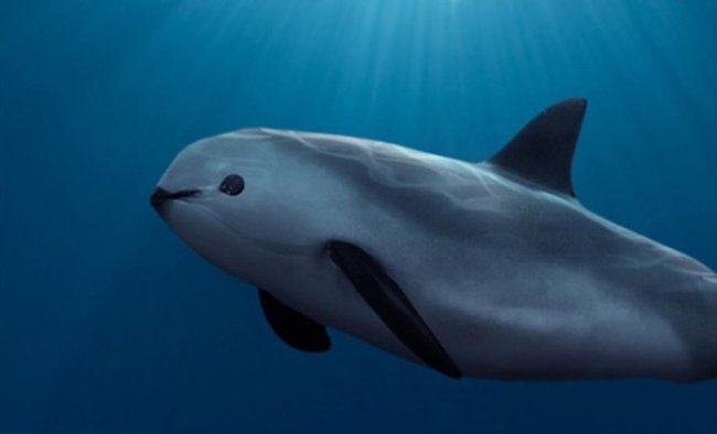 Ameaça humana: mais de um milhão de espécies correm risco de extinção Foto de uma vaquita