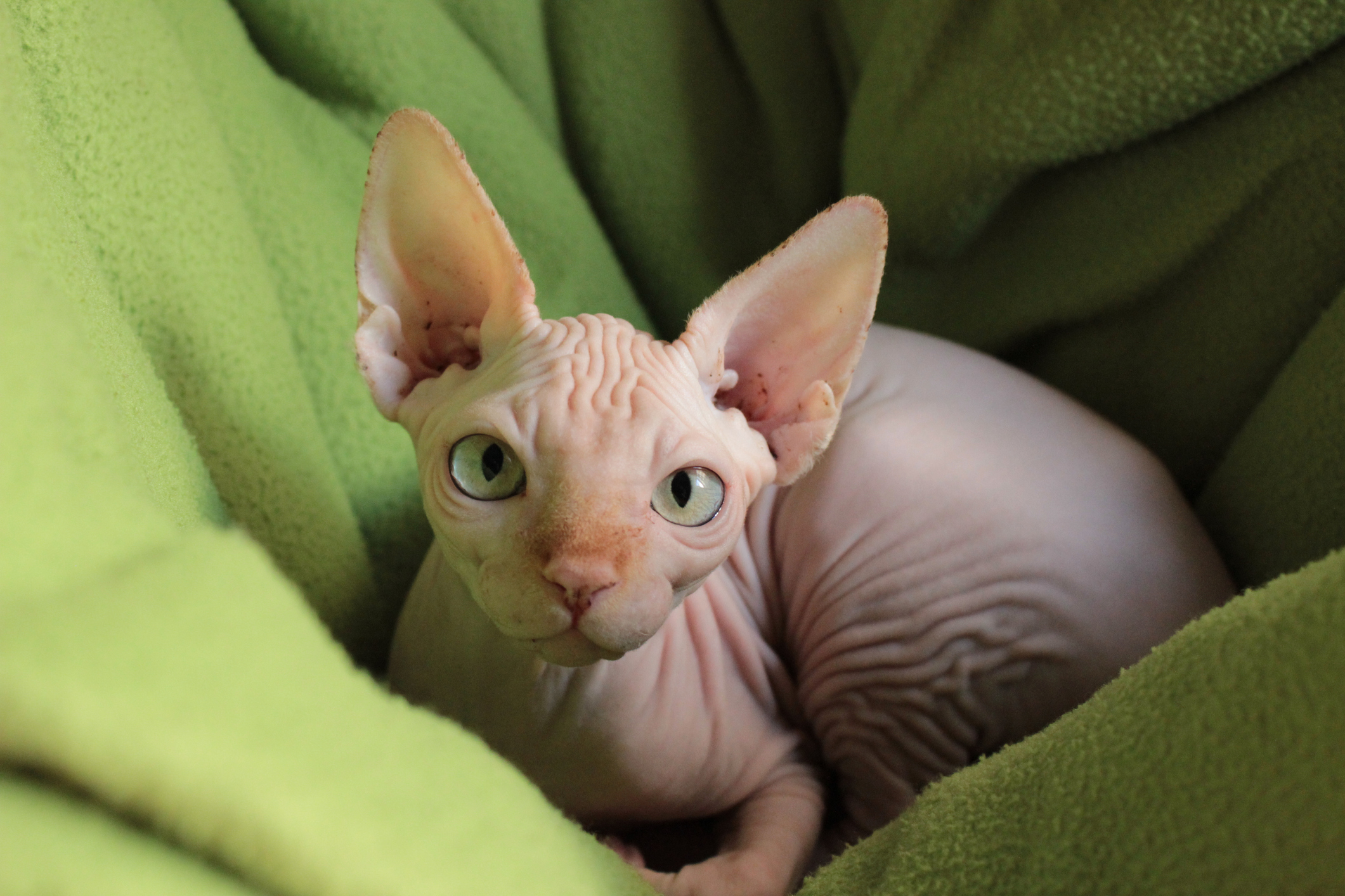 Contas Do Instagram Pra Quem Ama Gatos Peladinhos Da Ra A Sphynx Capricho