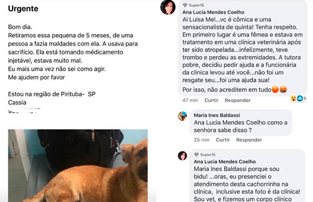 Luisa Mell é acusada de mentir para se promover na causa animal