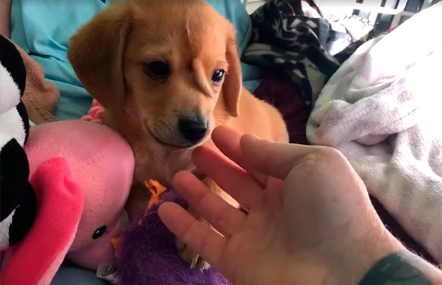 Cachorro nasce com rabinho na testa e ganha apelido fofo após resgate