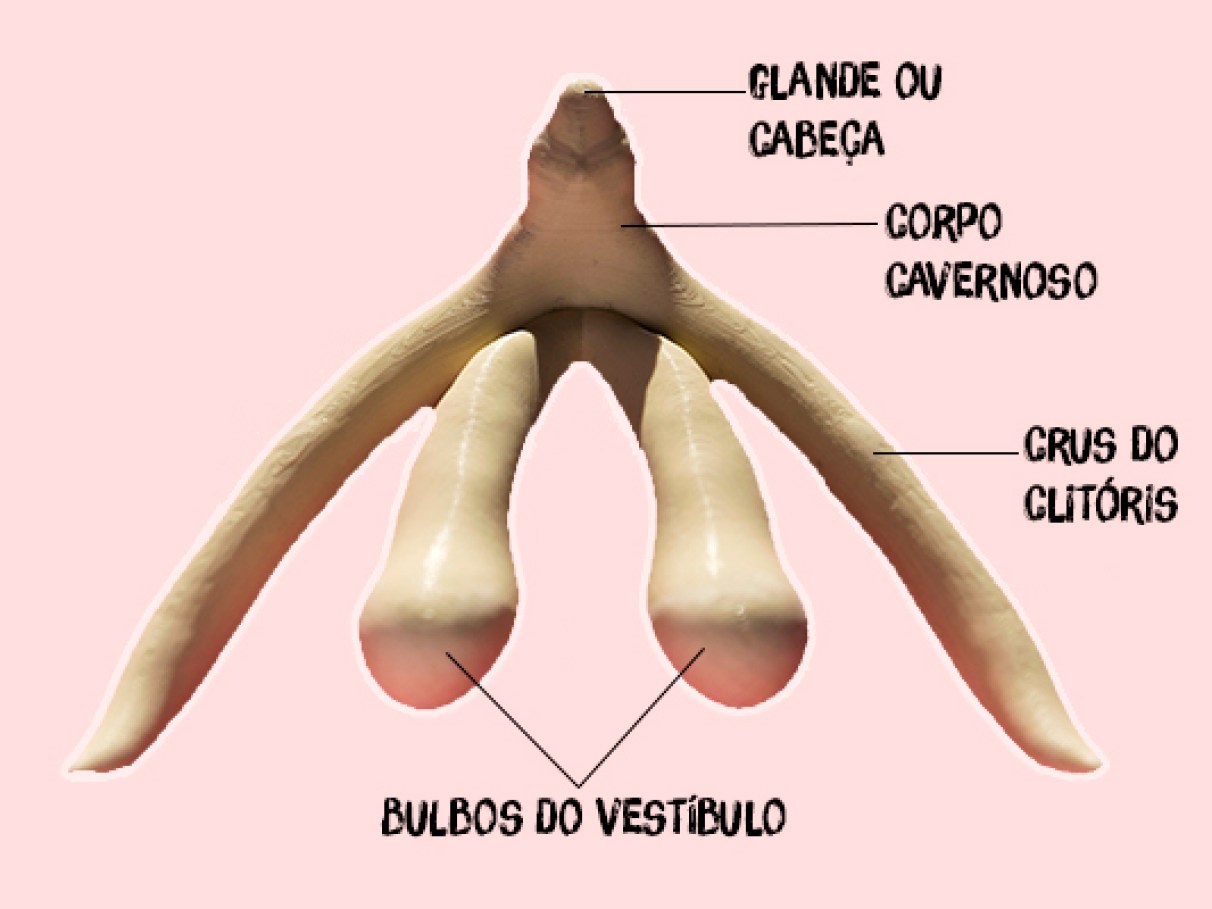 ABC da vulva: é a mesma coisa que vagina? Quai... | Capricho