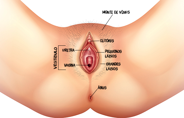 Vulva e vagina: entenda a diferença e a importância de cada parte