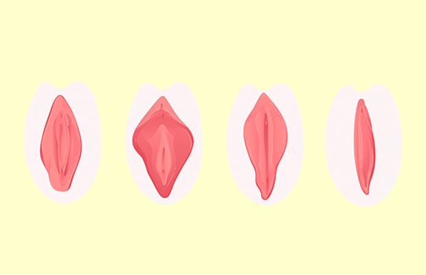 ilustração de uma vulva