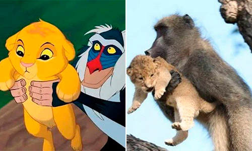 Rafiki? Babuíno e filhote de felino recriam sem querer cena de O Rei Leão