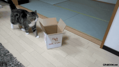 gato entrando em uma caixinha de papelão