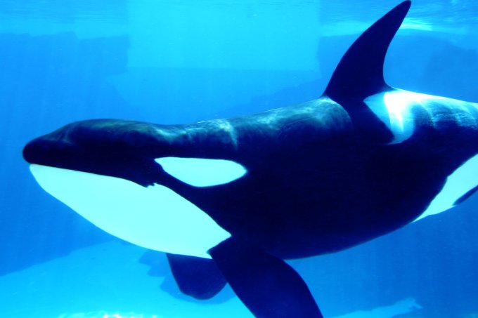 Mais educativo? O que esperar do novo show de orcas no SeaWorld Orlando