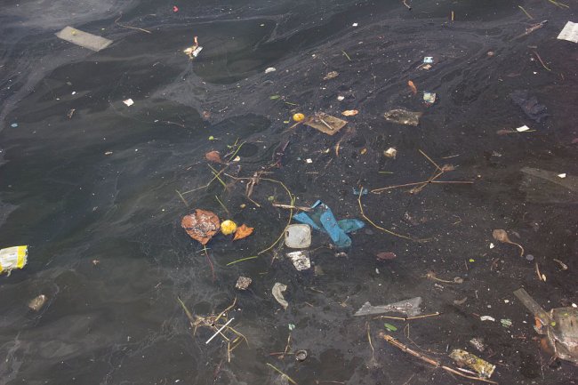 Vídeo mostra água da Baía de Guanabara, no RJ, limpa e com tartarugas