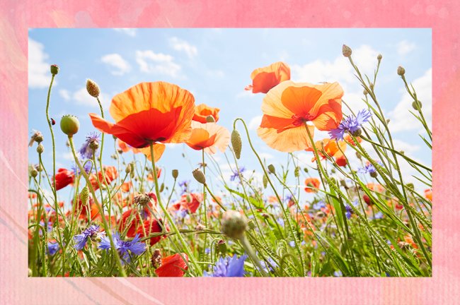 Primavera: Descubra quais flores combinam com seu signo