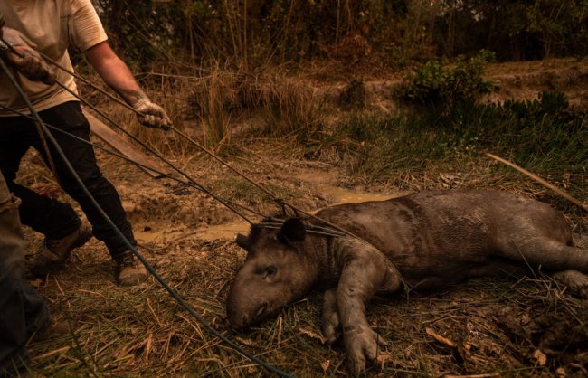 Incêndios no Pantanal não são naturais: “O governo está mentindo”