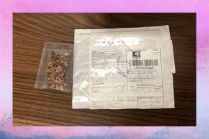 199 pacotes com “sementes misteriosas” foram enviados ao Brasil; entenda