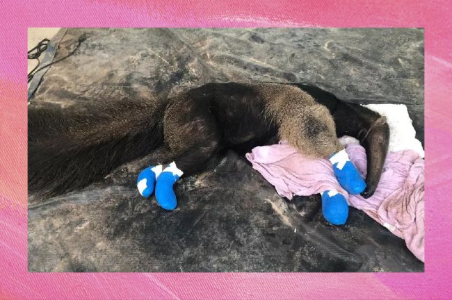 6 animais que podem ficar ameaçados de extinção por causa das queimadas