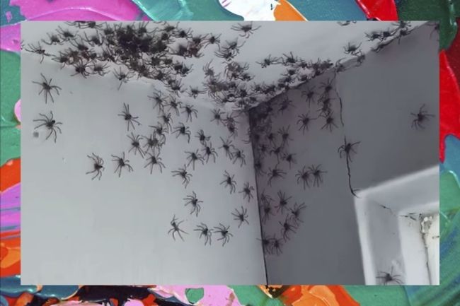 Que susto! Mãe encontra centenas de aranhas no quarto da filha