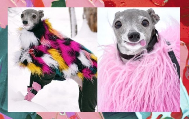 Tika The Iggy viraliza na internet por seus looks diferentes Tika The Iggy viraliza na internet por seus looks diferentes