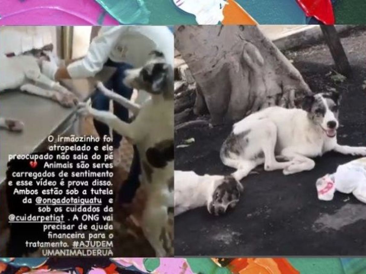 Cachorro cuida de amigo canino atropelado até... | Capricho