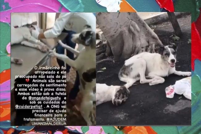 cachorros Cachorro cuida de amigo atropelado até ajuda chegar e comove web