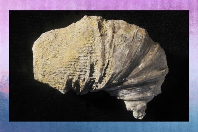 fóssil de 500 milhões de anos que criança encontrou em quintal