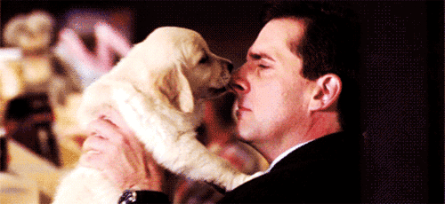 Como decifrar o crush do signo de Touro Michael Scott, da série The Office, recebendo lambidinhas no nariz de um filhote fofo de labrador