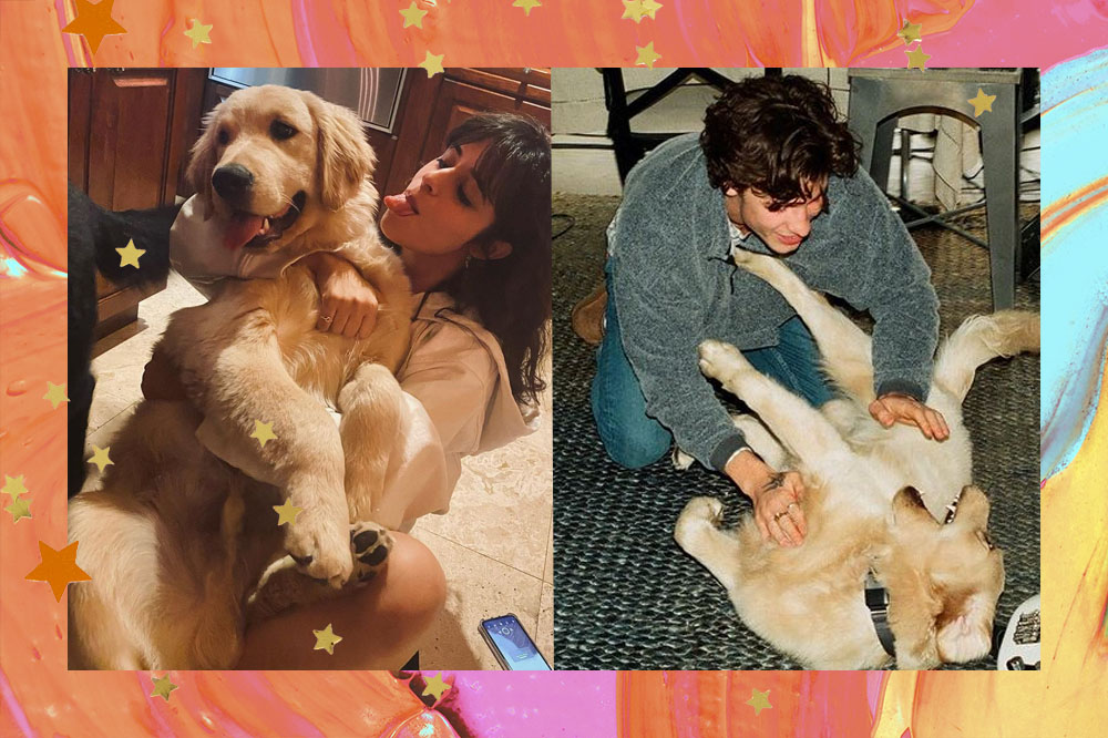 Montagem com duas fotos; na primeira Camila Cabello está abraçando um cachorro de pelo dourado enquanto mostra a língua; na segunda Shawn está usando um moletom e fazendo carinho na barriga do mesmo cachorro