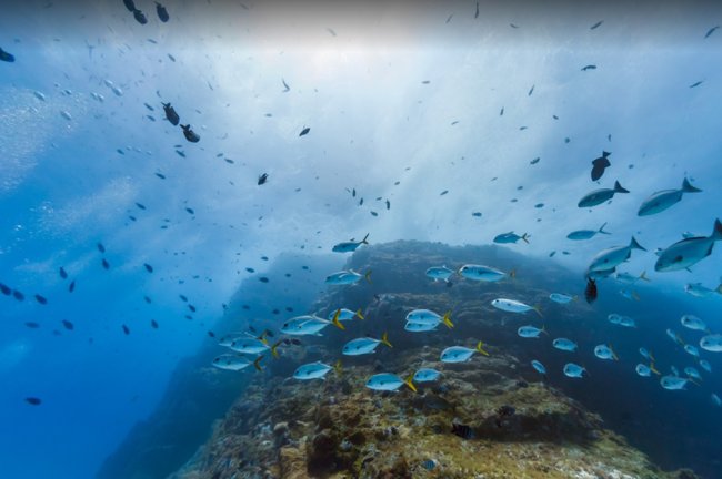 Imagem de um mergulho em Fernando de Noronha. A água é azul cristalina e tem muitos peixes azuis nadando nela