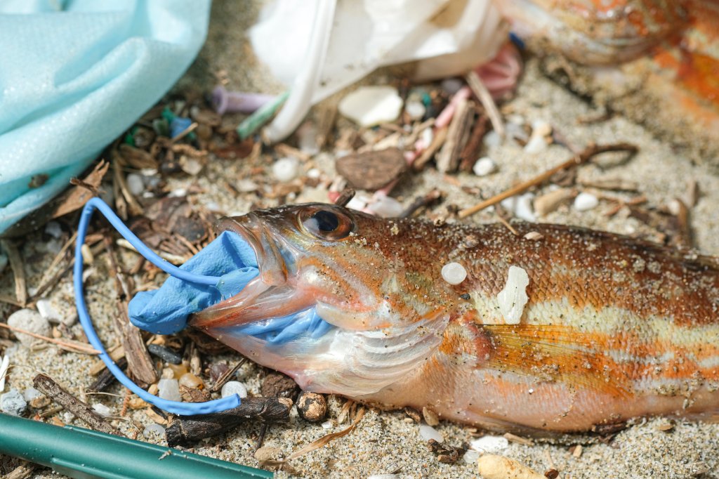 Foto de um peixe morto na areia da praia rodeado de microplástico e sufocado por uma luva de plástico azul