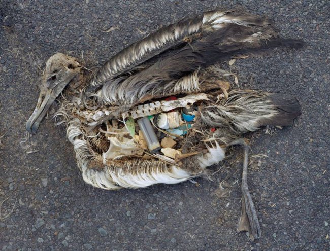 Foto de uma ave marinha morta cheinha de lixo plástico no estômago