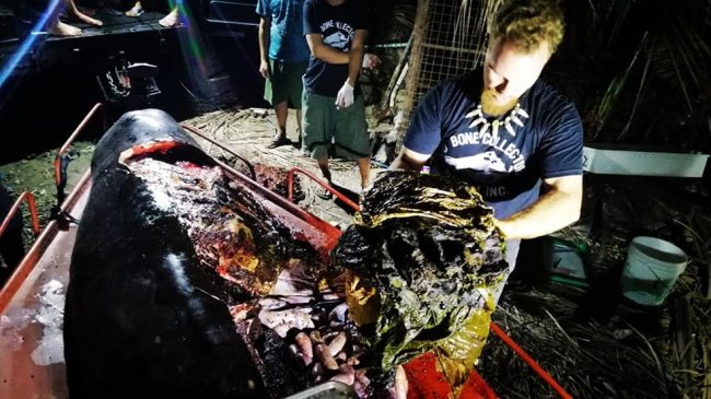 Foto de um biólogo barbudo abrindo uma baleia morta e mostrando a quantidade de plástico que tinha no estômago do animal