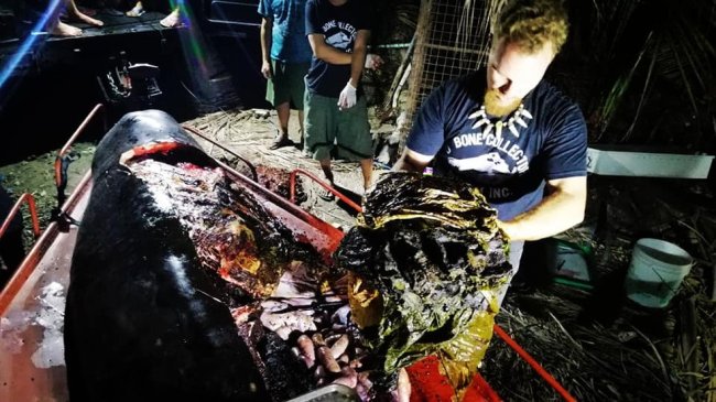 9 fatos curiosos envolvendo o microplástico que vão tirar o seu sono Foto de um biólogo barbudo abrindo uma baleia morta e mostrando a quantidade de plástico que tinha no estômago do animal