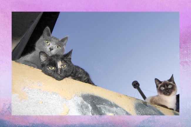 Três gatos olhando do topo de um muro. Atrás deles, o céu está azulzinho