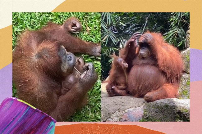 Prints do TikTok de um orangotando pegando uns óculos escuros do chão e colocando de maneira certa e estilosa no rosto