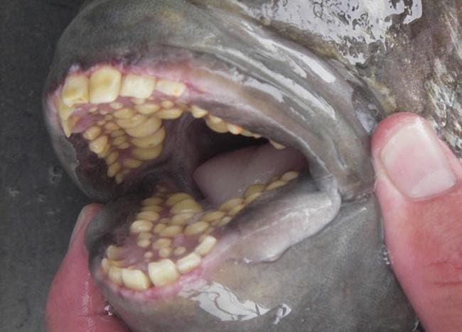 Foto de um peixe-velha com a boca aberta, mostrando a arcada cheia de dentes que se parecem com os de humanos