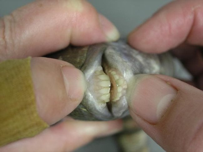 Foto de um peixe-velha com a boca aberta, mostrando a arcada cheia de dentes que se parecem com os de humanos