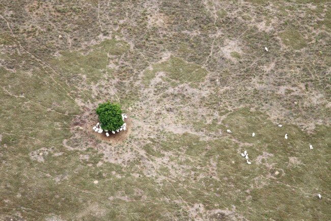 Gado se reúne todo embaixo de uma mesma pequena árvore, para abrigar-se do Sol, em uma área desmatada da Amazônia