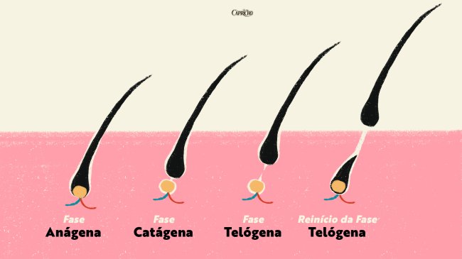 Ilustração mostrando as fases de crescimento dos cílios. A primeira fase é a anágena que é quando os cílios estão nascendo, a segunda é a catágena que é uma fase de repouso e a terceira é a telógena, quando eles caem.
