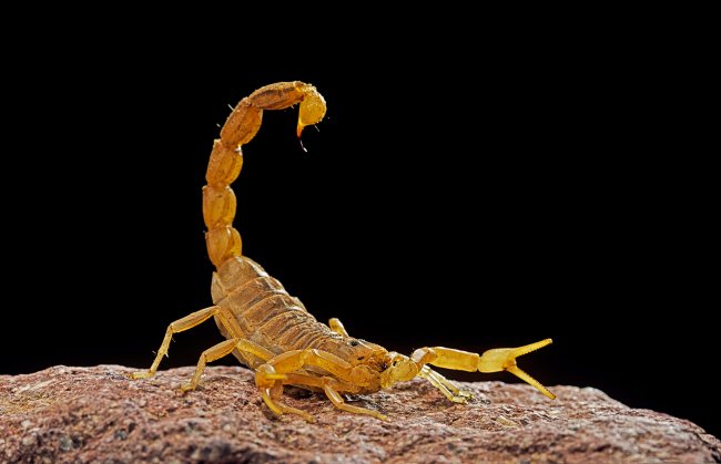 Foto de um escorpião amarelo. Ele está em posição de ataque. O fundo da imagem é preto.