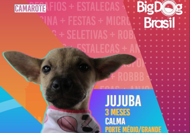 No foto, temos uma montagem a imagem de uma filhotinha de cachorro, simulando a participação no BBB, com a descrição: Jujuba, três meses, calma, porte médio/grande.