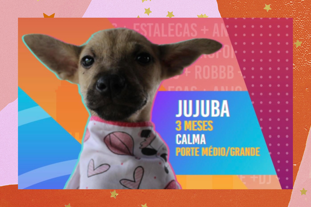 Colagem de uma foto em um fundo colorido e estrelas. No foto, temos uma montagem a imagem de uma filhotinha de cachorro, simulando a participação no BBB, com a descrição: Jujuba, três meses, calma, porte médio/grande.